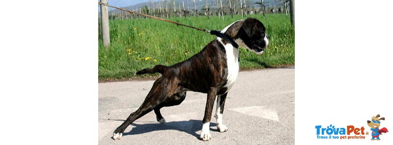 Boxer Cuccioli Vendo a Bassano e Marostica- Boxer Cuccioli Vendo - Foto n. 10