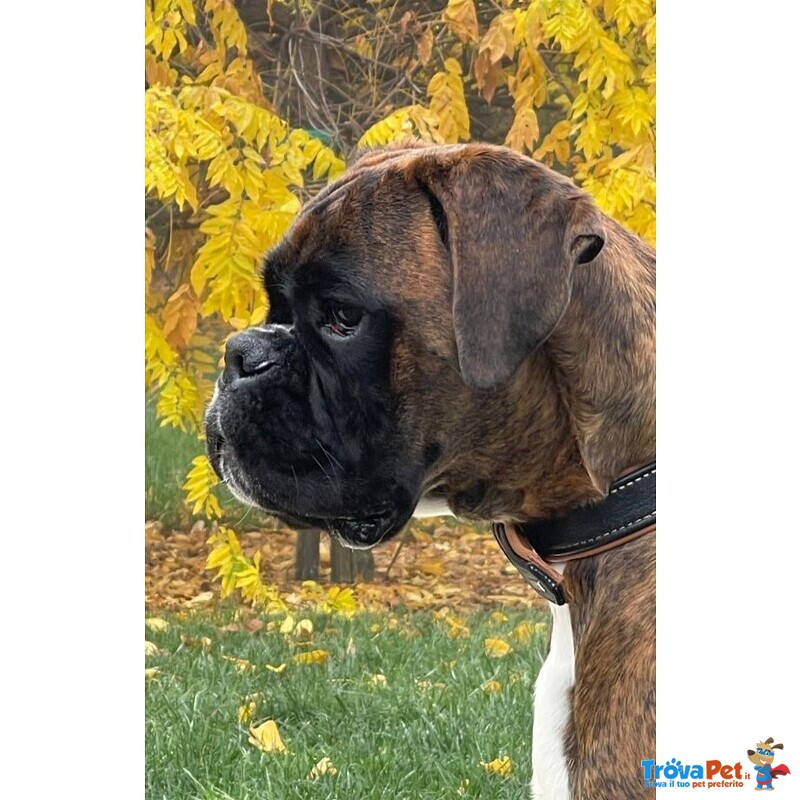 Boxer Cuccioli Vendo a Bassano e Marostica- Boxer Cuccioli Vendo - Foto n. 11