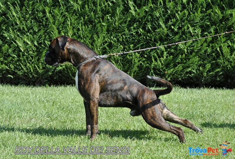 Boxer Cuccioli Vendo a Bassano e Marostica- Boxer Cuccioli Vendo - Foto n. 12