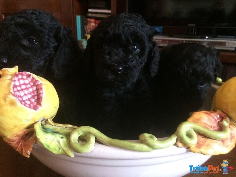 Cuccioli Barboncino nano neri e Bianchi - Foto n. 2