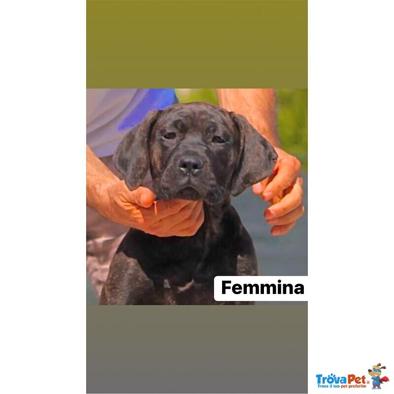 Bandog Corso X Presa Canario - Foto n. 1