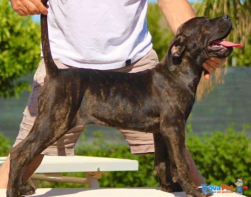 Bandog Corso X Presa Canario - Foto n. 2