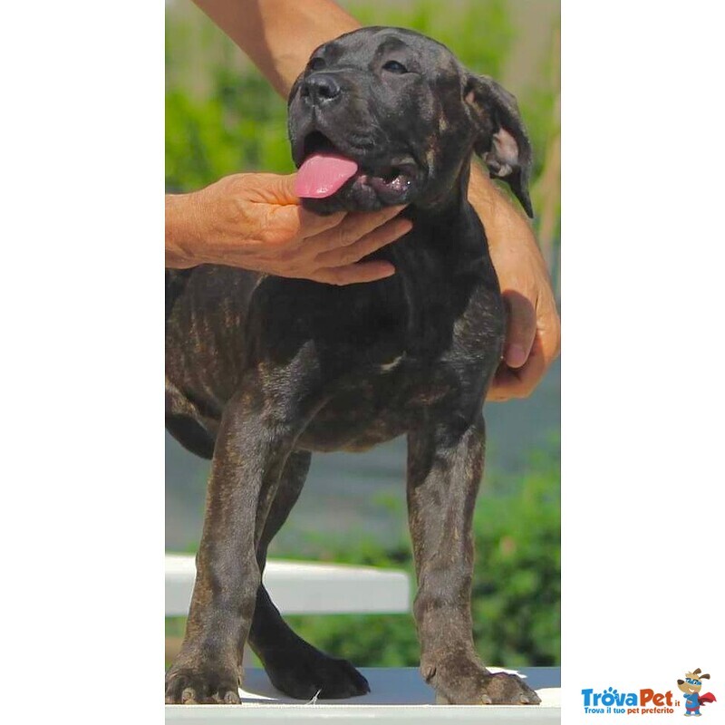 Bandog Corso X Presa Canario - Foto n. 3