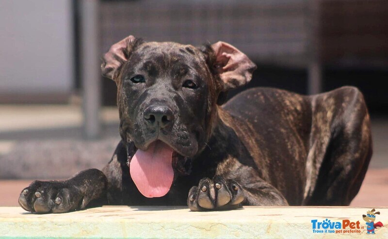 Bandog Corso X Presa Canario - Foto n. 4