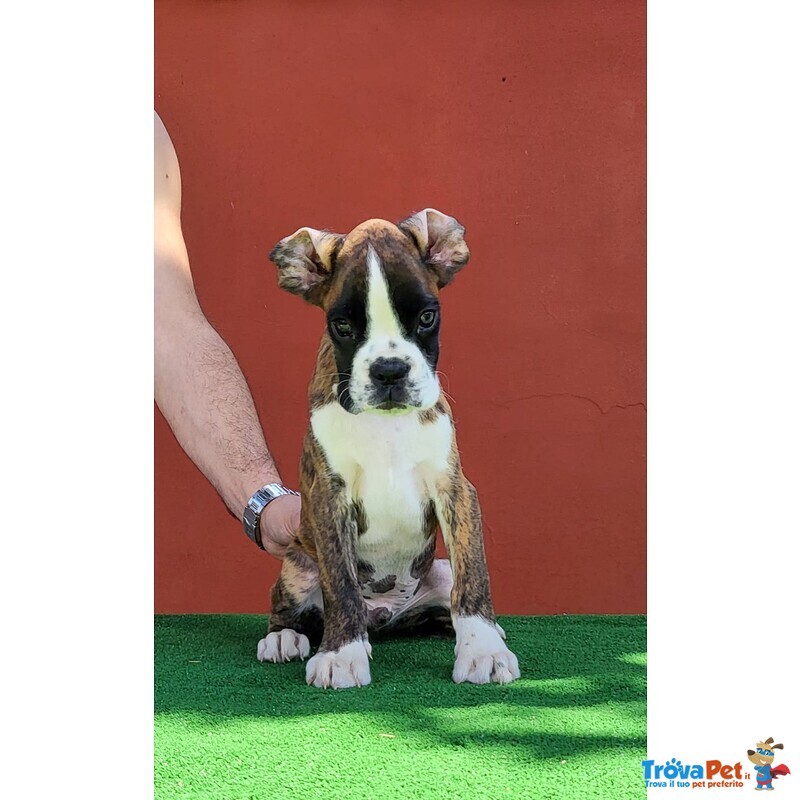 Il tuo Cucciolo di Boxer ti sta Cercando!!! - Foto n. 2