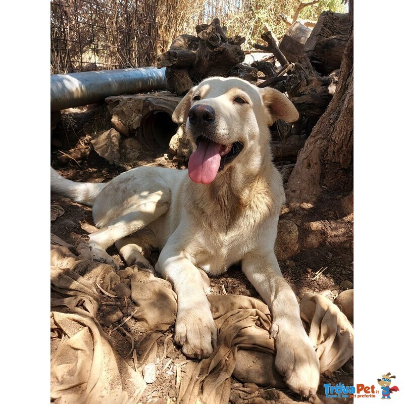 Germano 15mesi kg28 pelo Chiaro Aspetta da Cucciolo, non Facciamolo Crescere in Rifuglio! Catania - Foto n. 2