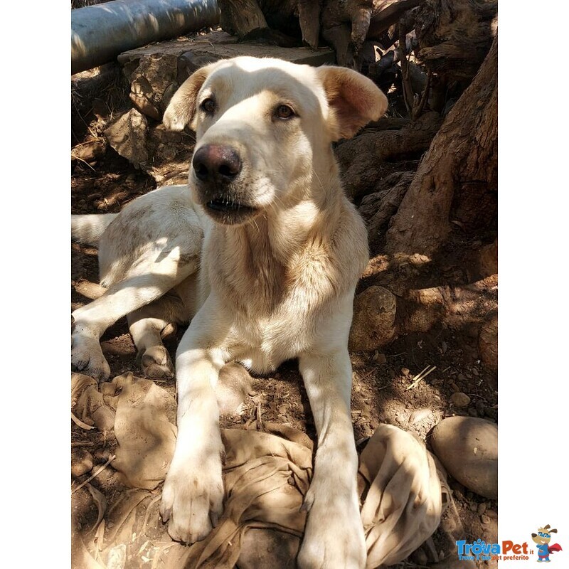 Germano 15mesi kg28 pelo Chiaro Aspetta da Cucciolo, non Facciamolo Crescere in Rifuglio! Catania - Foto n. 3