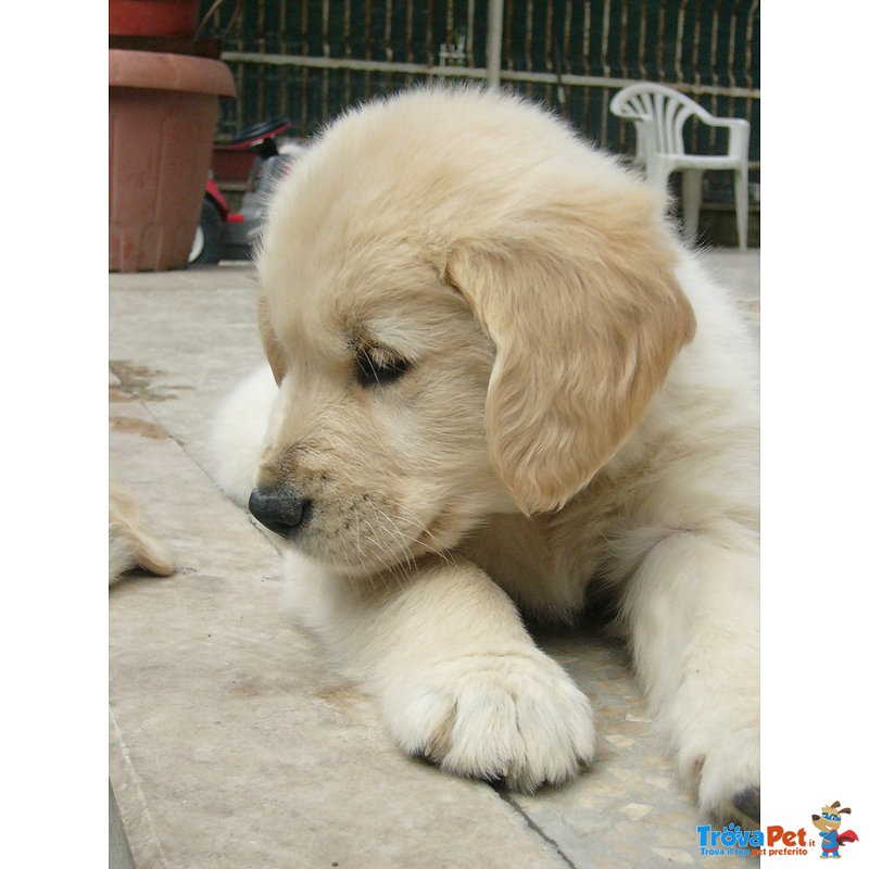 Cuccioli Golden Retriever - Foto n. 1