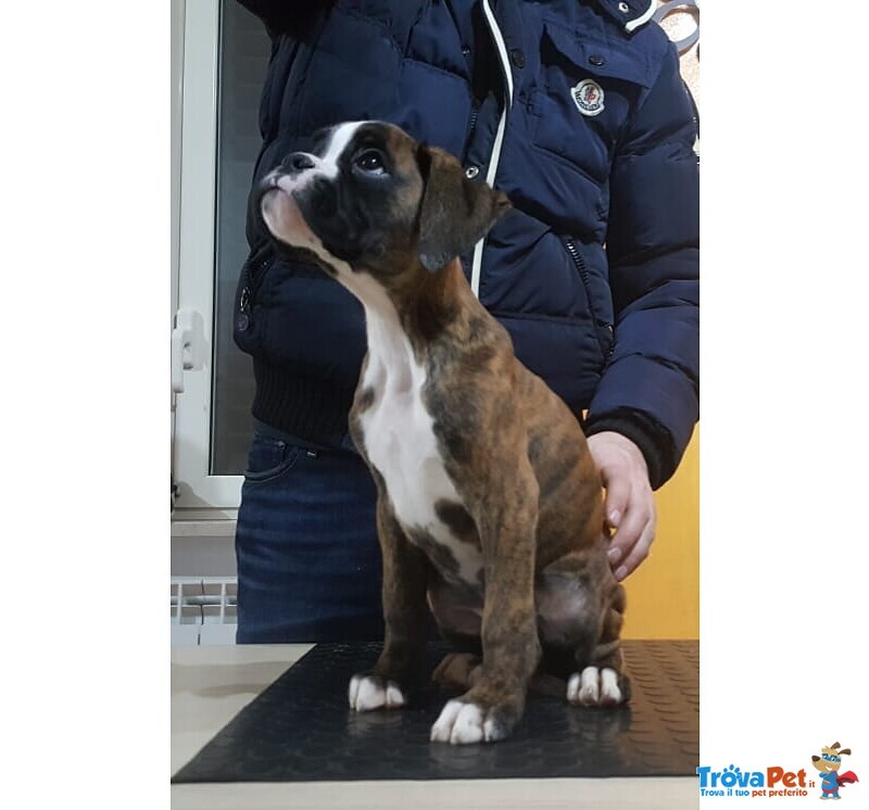 Boxer Cucciolo di alta Genealogia - Foto n. 2