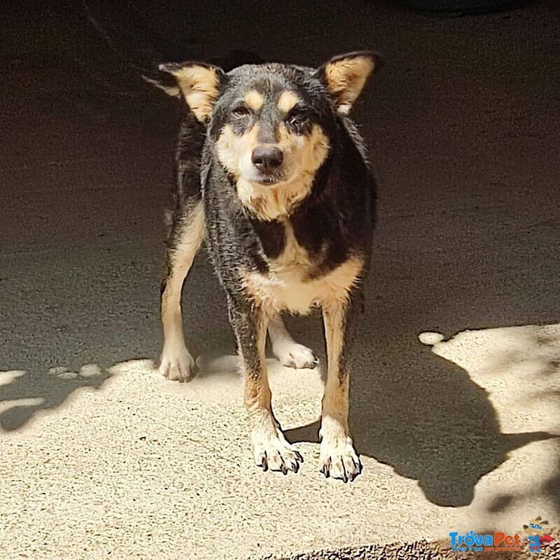 10 anni Femmina Costretta a Catena in 2mq..x Favore Aiutiamo i cani Maltrattati a Ritrovare Dignità - Foto n. 1