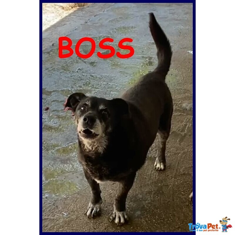 Boss Nonnino 14 anni in Canile da Tutta la Vita - Foto n. 1