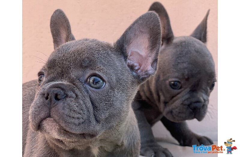 Cuccioli top Bulldog Francese Blu - Foto n. 1