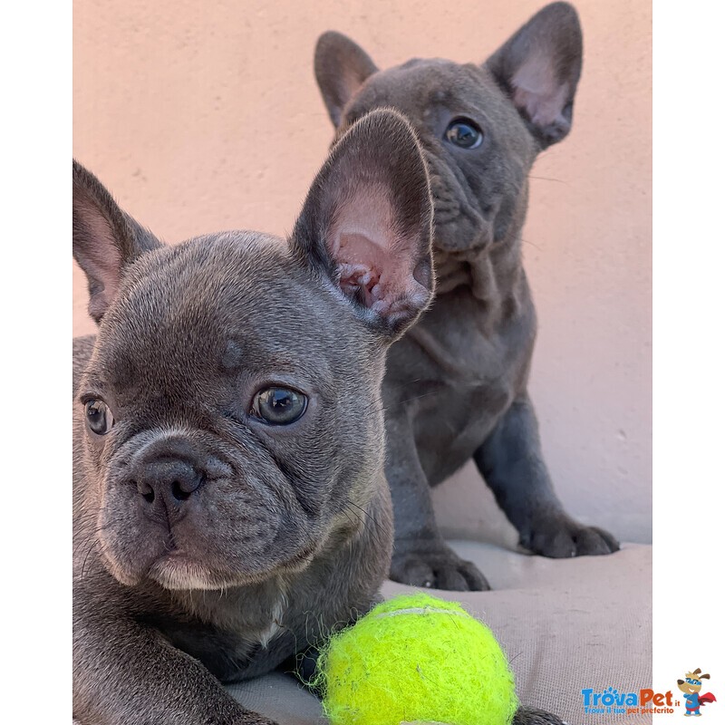 Cuccioli top Bulldog Francese Blu - Foto n. 2