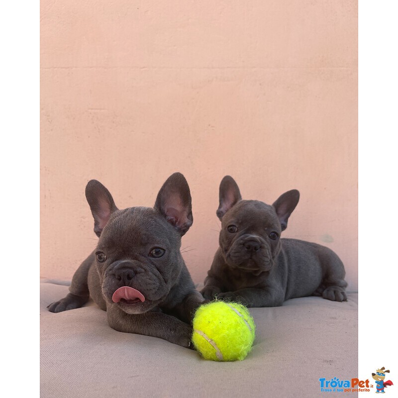 Cuccioli top Bulldog Francese Blu - Foto n. 4