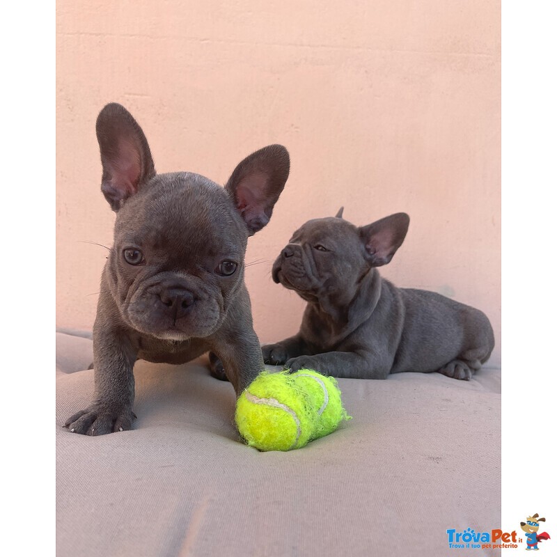 Cuccioli top Bulldog Francese Blu - Foto n. 5