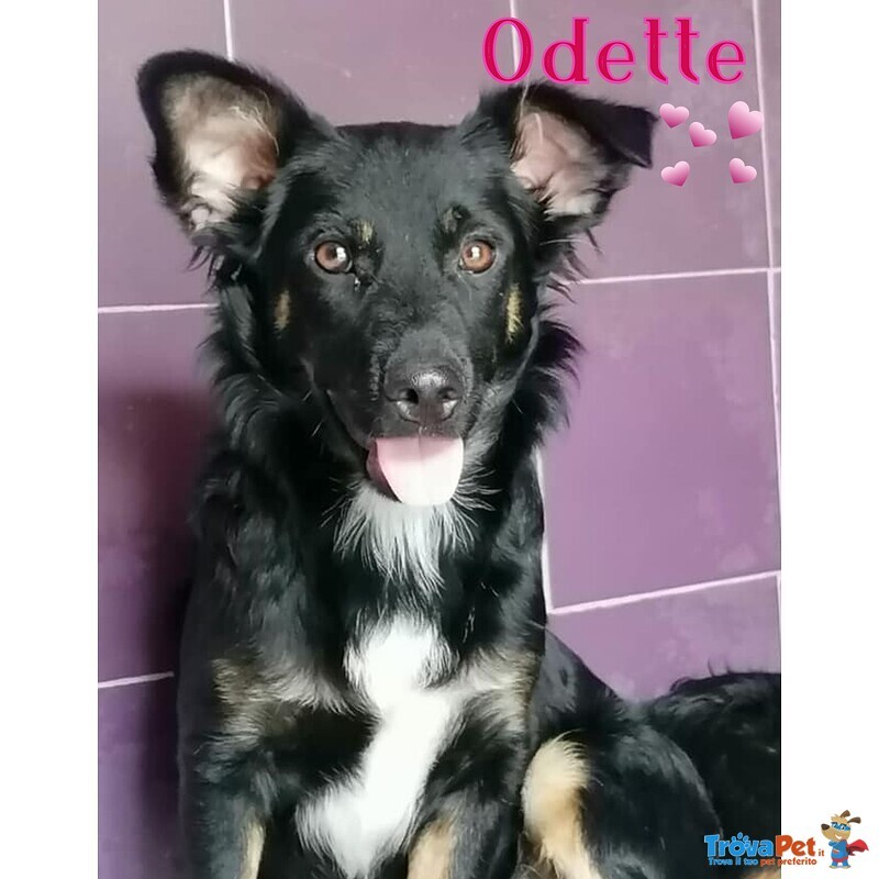 Odette Dolce Cucciola 10 mesi Cerca casa - Taglia Medio Piccola - Foto n. 1