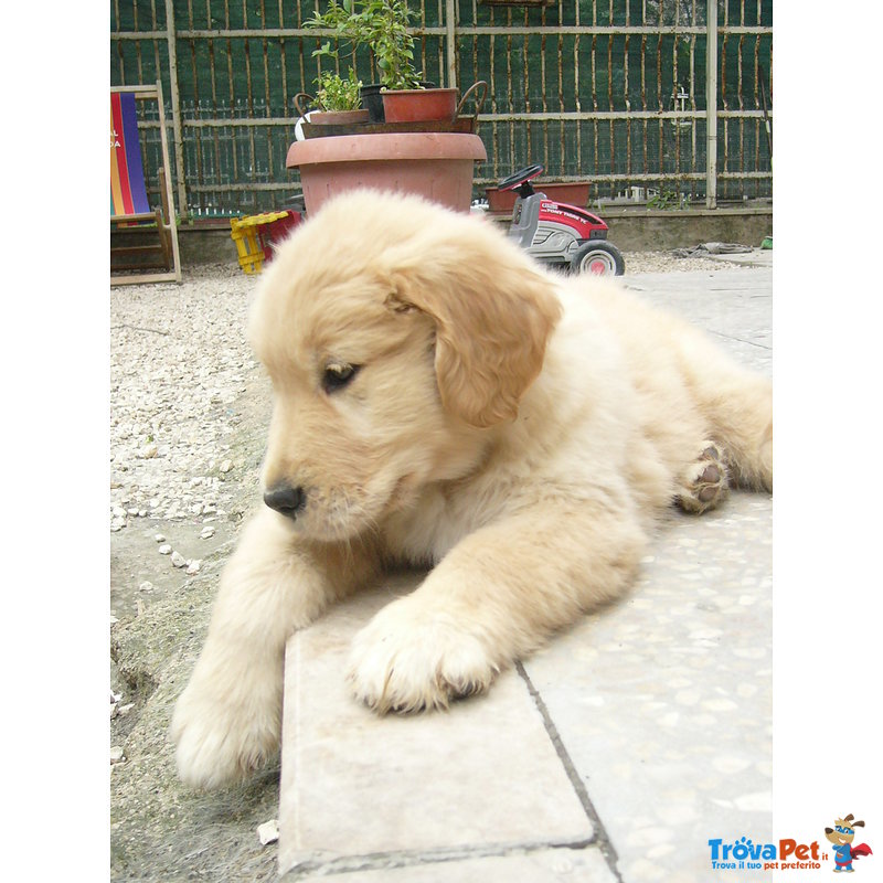 Cuccioli Golden Retriever - Foto n. 2