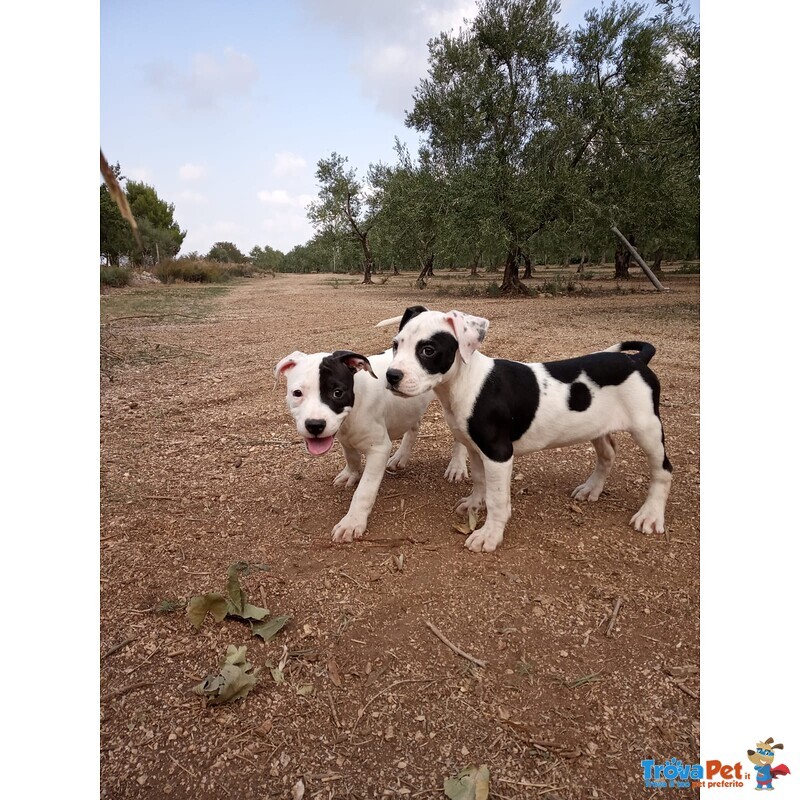 Allevamento Cuccioli Amstaff in Puglia bari Lecce Taranto Foggia Brindisi - Foto n. 1