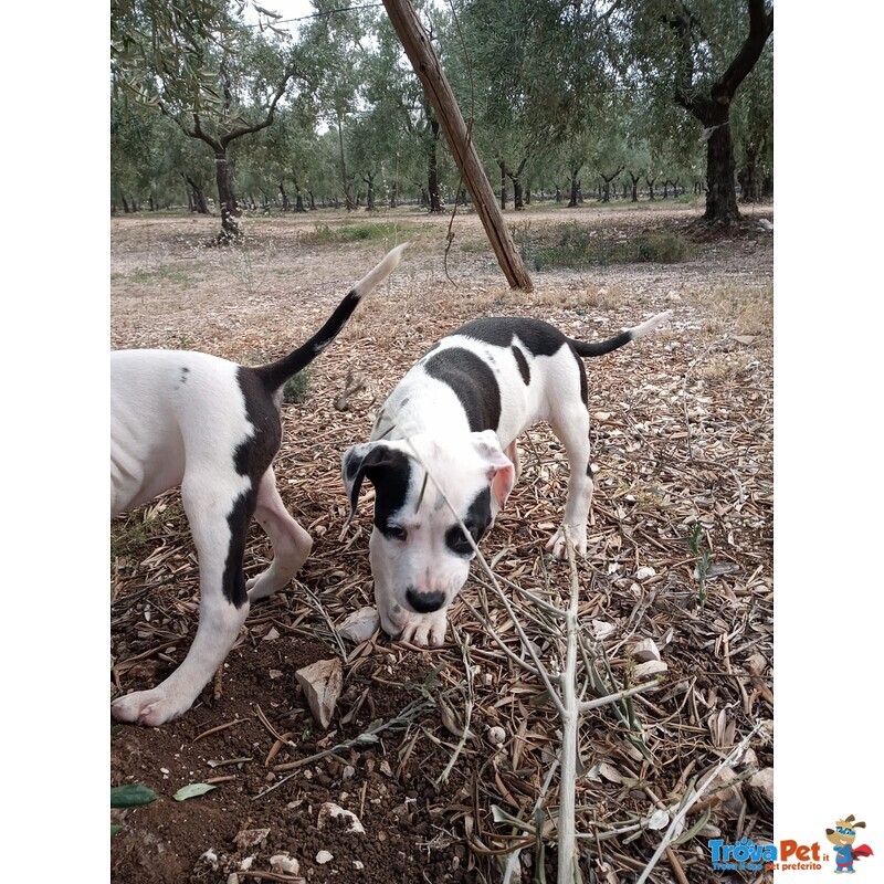 Allevamento Cuccioli Amstaff in Puglia bari Lecce Taranto Foggia Brindisi - Foto n. 2