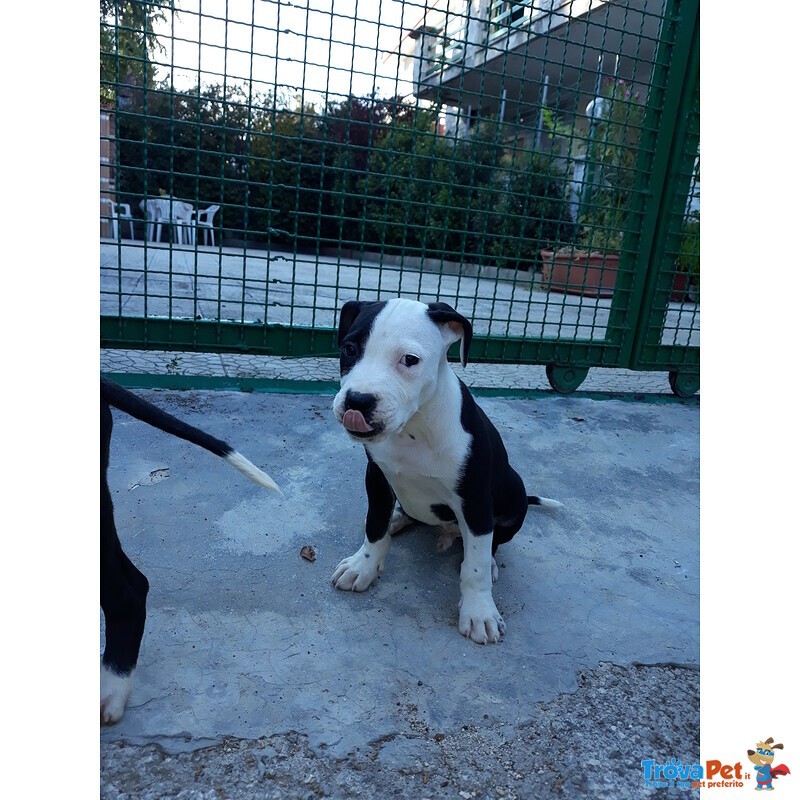 Allevamento Cuccioli Amstaff in Puglia bari Lecce Taranto Foggia Brindisi - Foto n. 3