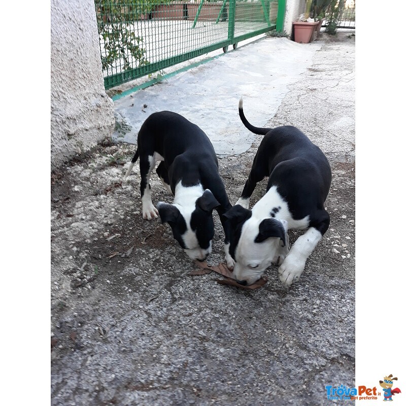 Allevamento Cuccioli Amstaff in Puglia bari Lecce Taranto Foggia Brindisi - Foto n. 4