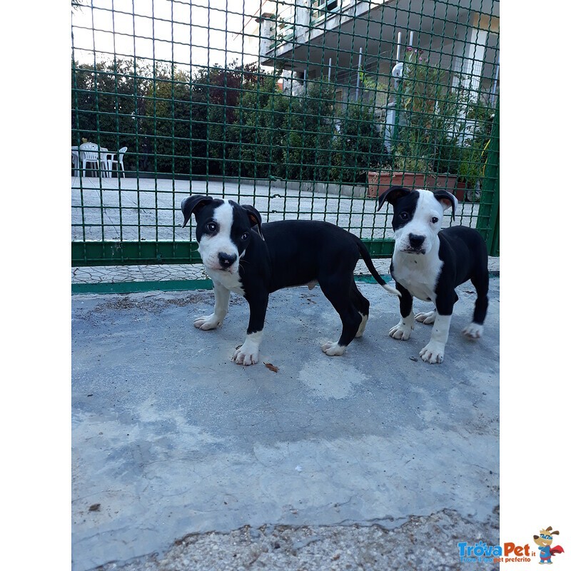 Allevamento Cuccioli Amstaff in Puglia bari Lecce Taranto Foggia Brindisi - Foto n. 5