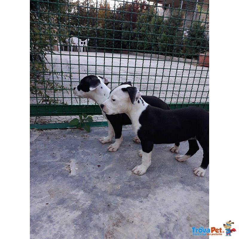 Allevamento Cuccioli Amstaff in Puglia bari Lecce Taranto Foggia Brindisi - Foto n. 6