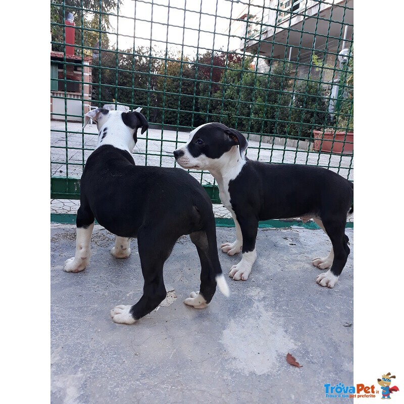 Allevamento Cuccioli Amstaff in Puglia bari Lecce Taranto Foggia Brindisi - Foto n. 7