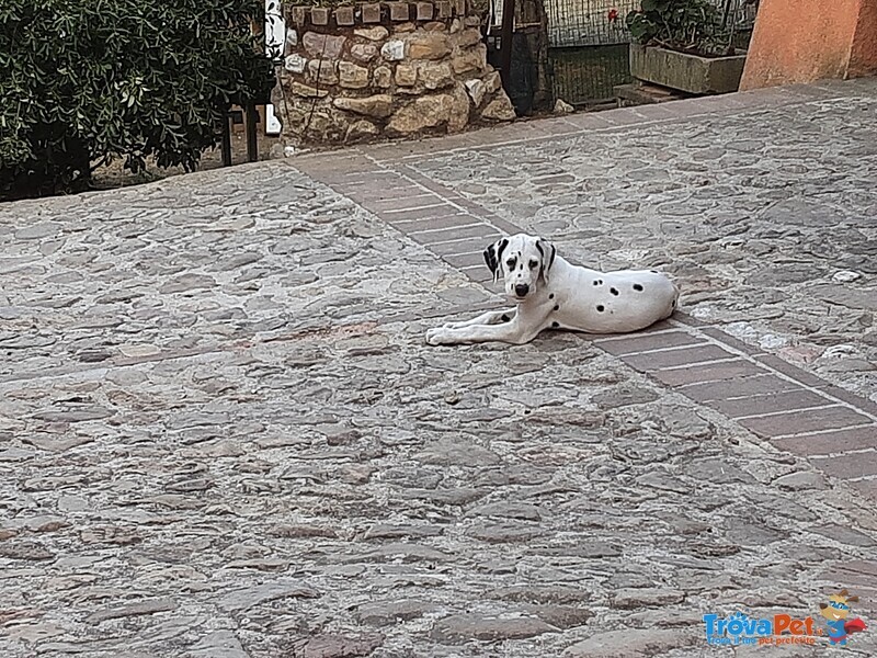 Cuccioli Dalmata - Foto n. 1