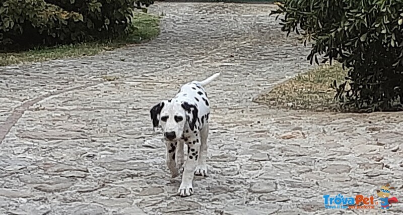 Cuccioli Dalmata - Foto n. 2