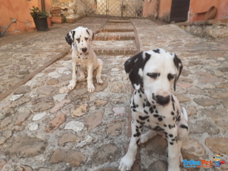 Cuccioli Dalmata - Foto n. 3