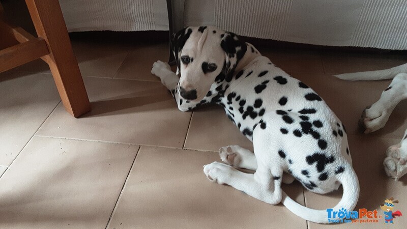 Cuccioli Dalmata - Foto n. 4