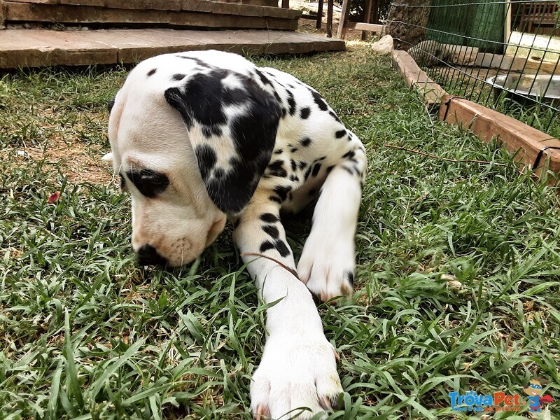 Cuccioli Dalmata - Foto n. 5