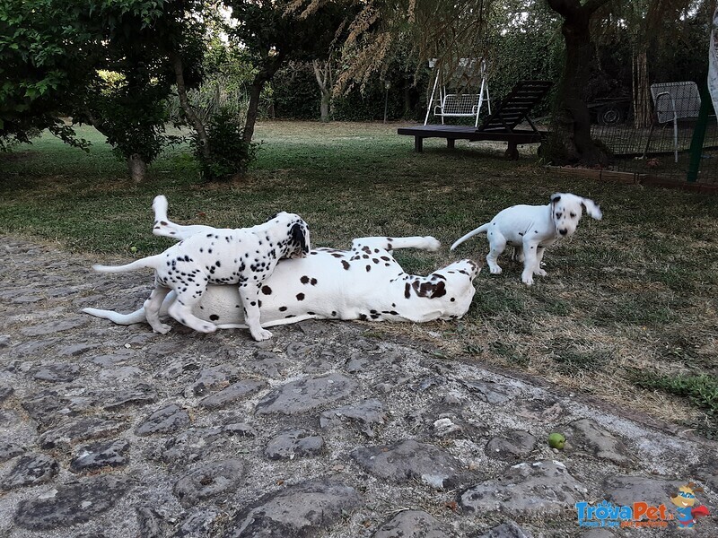 Cuccioli Dalmata - Foto n. 6