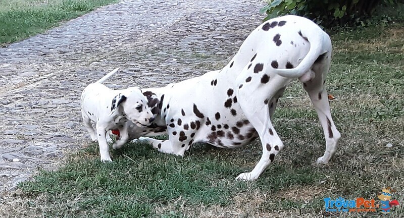 Cuccioli Dalmata - Foto n. 9