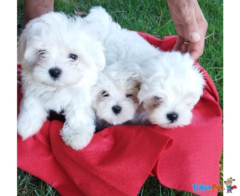 Meravigliosi Cuccioli Maltese Bichon - Foto n. 1