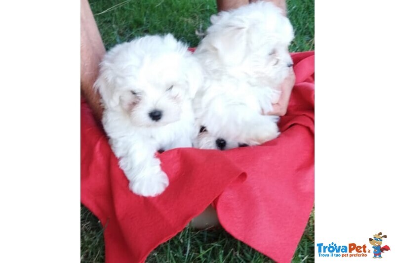 Meravigliosi Cuccioli Maltese Bichon - Foto n. 2