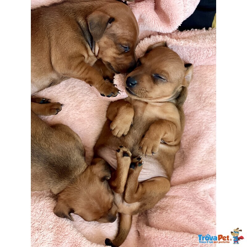 Bellissimo Cucciolo di Pinscher Rosso Cervo - Foto n. 2