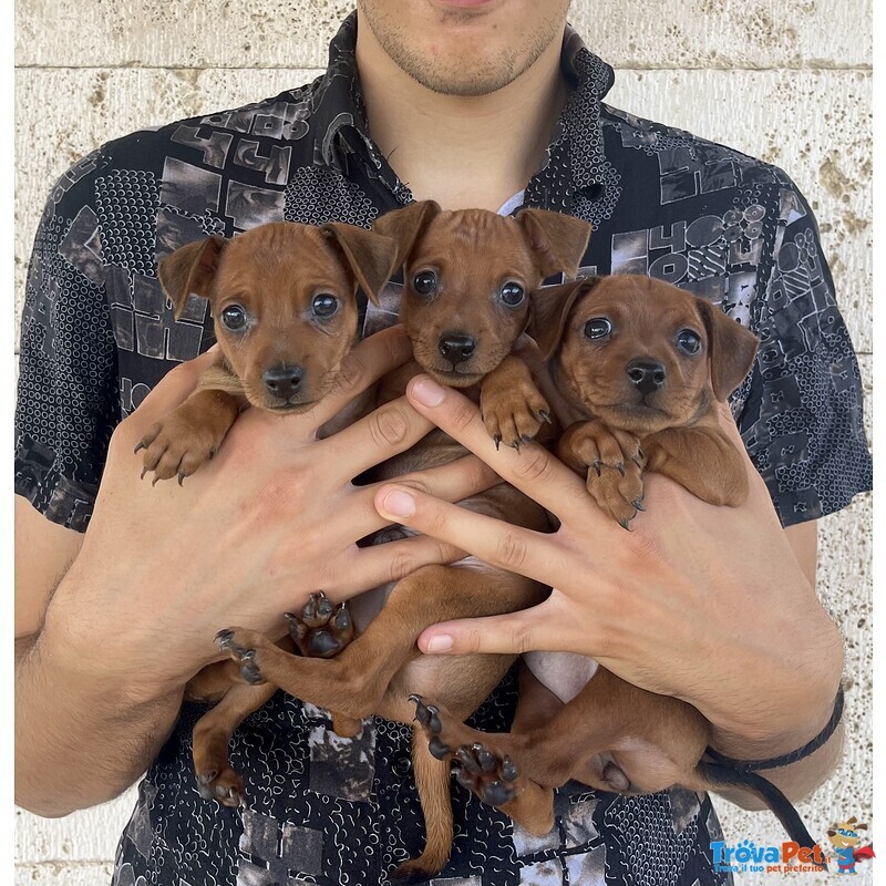 Bellissimo Cucciolo di Pinscher Rosso Cervo - Foto n. 1