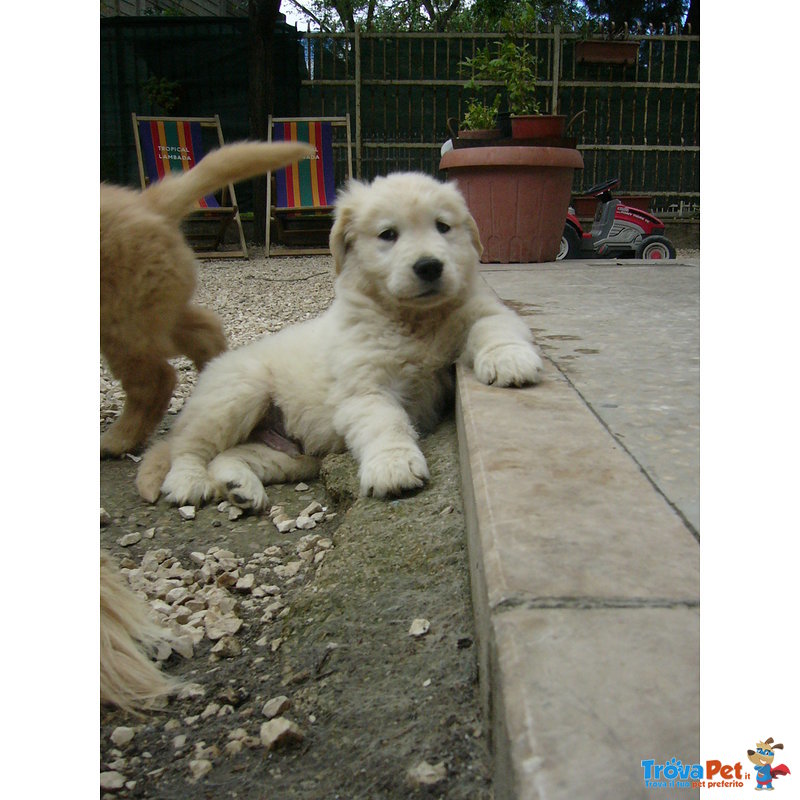 Cuccioli Golden Retriever - Foto n. 3