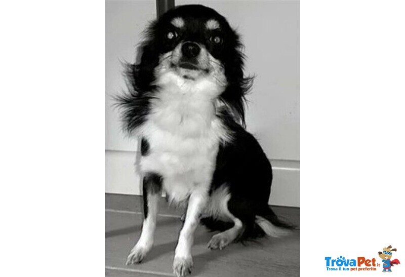 Chihuahua Maschio 2.5 kg con Pedigree per Accoppiamento - Foto n. 2
