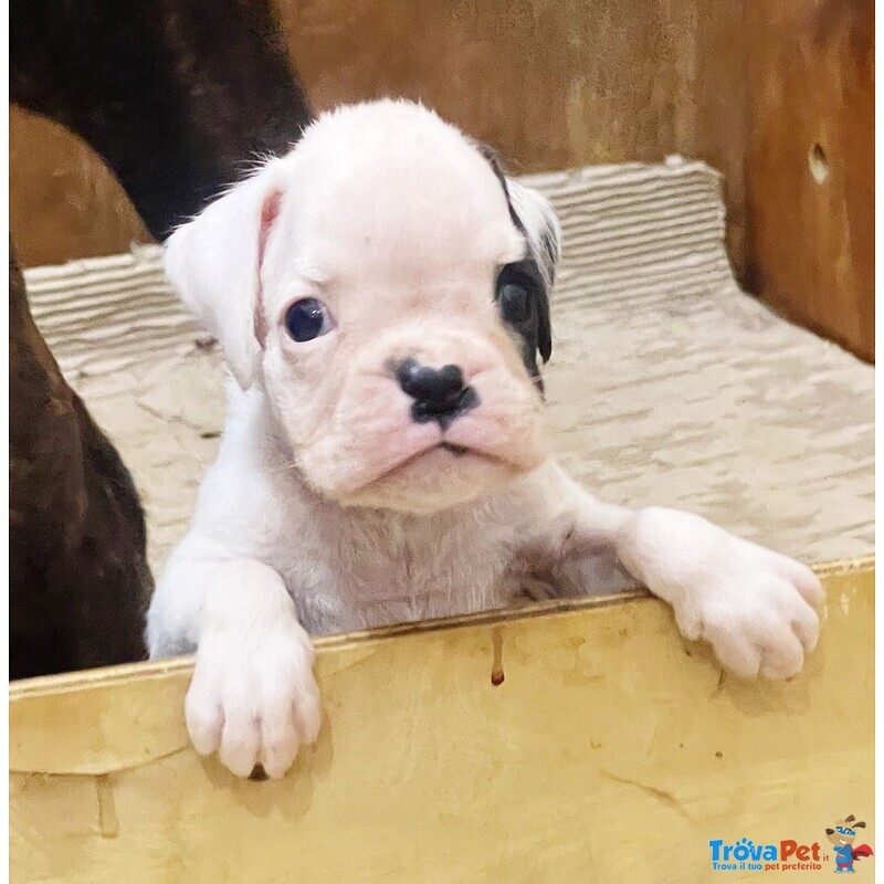 Meraviglioso Boxer Maschio Cucciolo Bianco - Foto n. 1