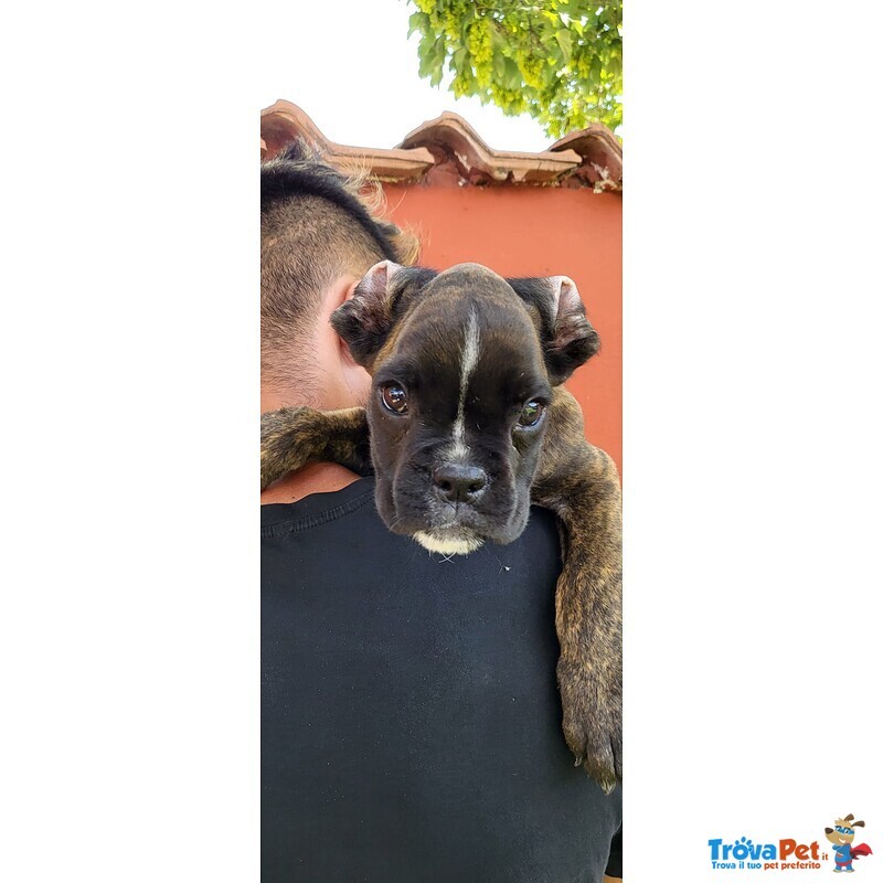 Il tuo Cucciolo di Boxer ti sta Cercando!!! - Foto n. 2