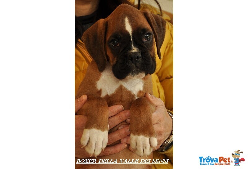 Boxer Cuccioli Ecuccioloni Vendo a Padova Ferrara e Bologna - Foto n. 3