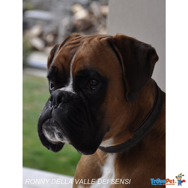 Boxer Cuccioli Ecuccioloni Vendo a Padova Ferrara e Bologna - Foto n. 1