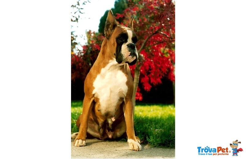 Boxer Cuccioli Ecuccioloni Vendo a Padova Ferrara e Bologna - Foto n. 8