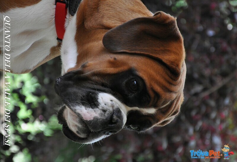 Boxer Cuccioli Ecuccioloni Vendo a Padova Ferrara e Bologna - Foto n. 9