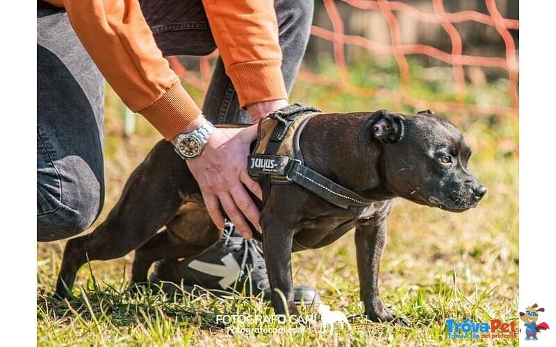 Cuccioli Staffordshire bull Terrier - Foto n. 5