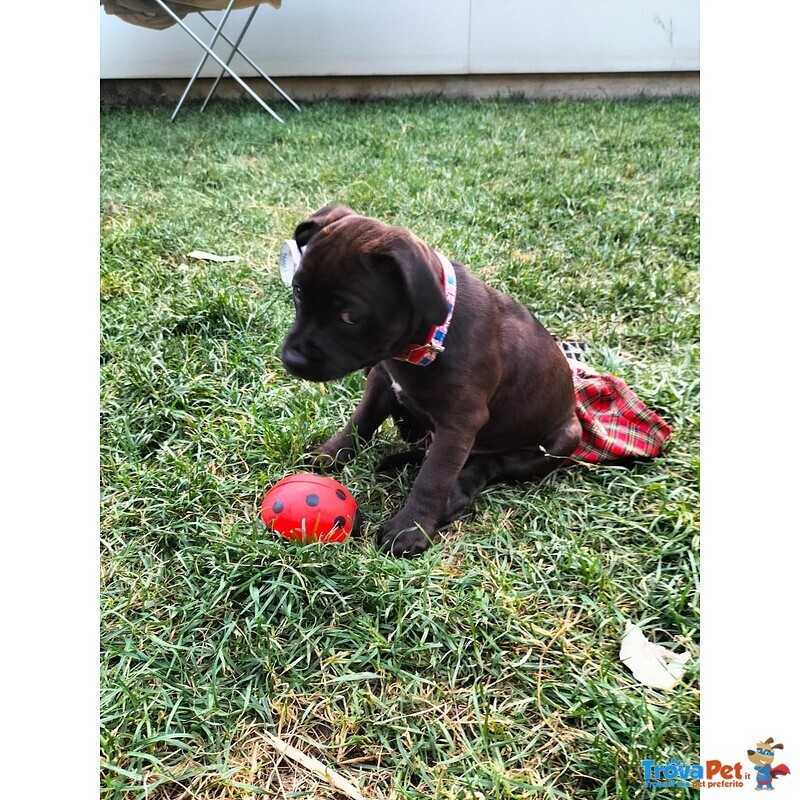 Cuccioli Staffordshire bull Terrier - Foto n. 8