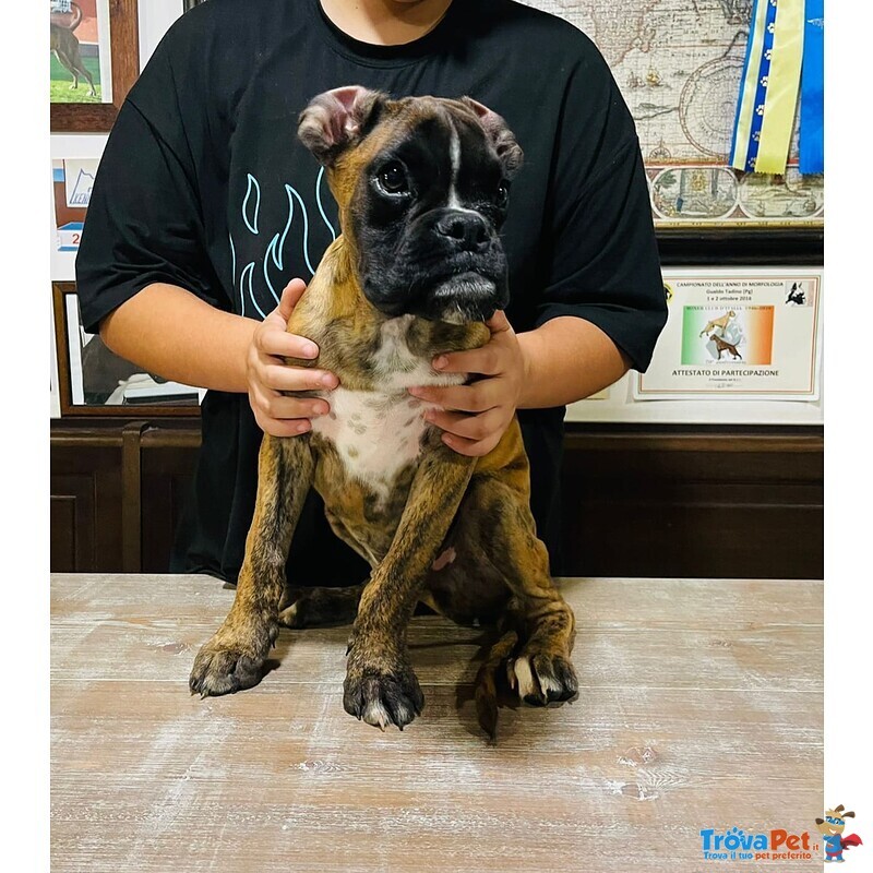 Il tuo Cucciolo di Boxer ti sta Cercando!!! - Foto n. 2